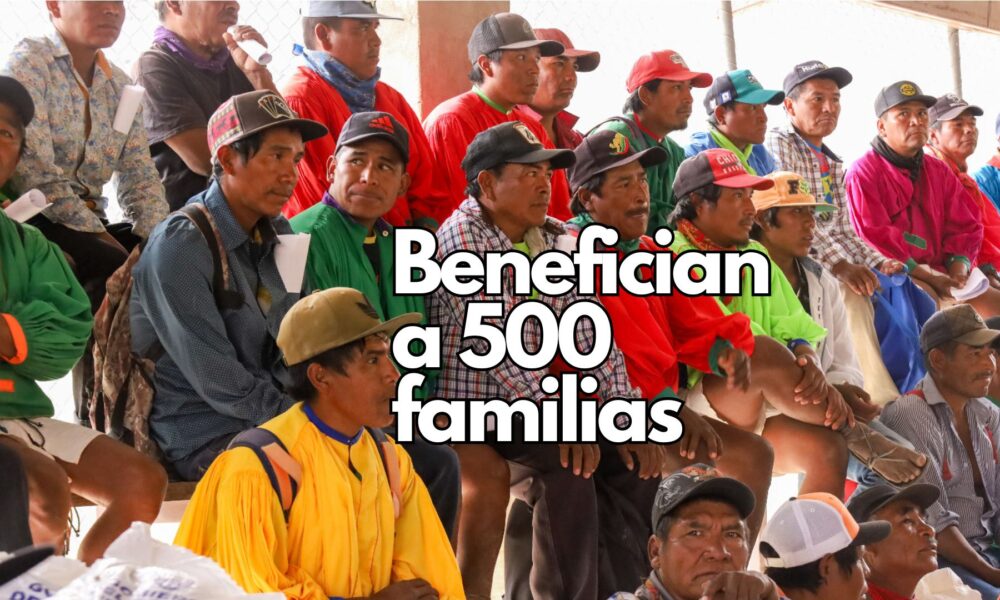 El Gobierno del Estado apoya a 500 familias indígenas de Batopilas con maíz y frijol para mitigar los efectos de la sequía en la Sierra Tarahumara.