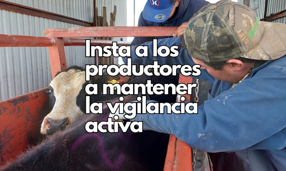 Chihuahua refuerza medidas contra el Gusano Barrenador del Ganado, reabre estaciones cuarentenarias y llama a ganaderos a mantener la vigilancia.