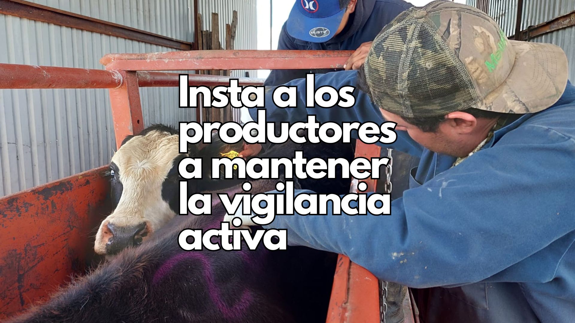 Chihuahua refuerza medidas contra el Gusano Barrenador del Ganado, reabre estaciones cuarentenarias y llama a ganaderos a mantener la vigilancia.