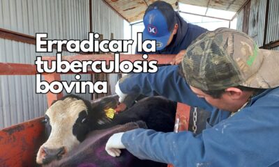 Entre las acciones más relevantes se encuentra la limpieza y desinfección de 28 corrales